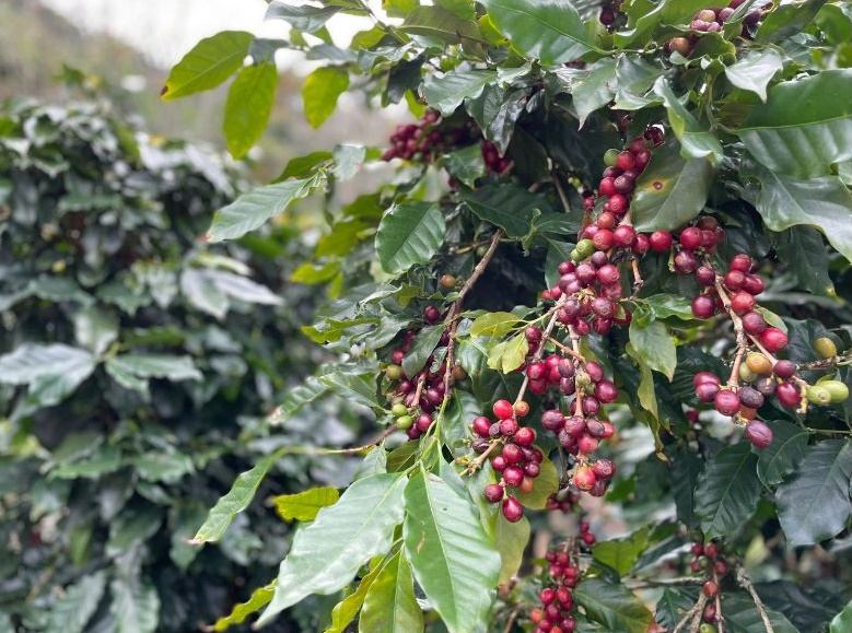 Kaffeebusch nit reifen, roten Kaffeekirschen